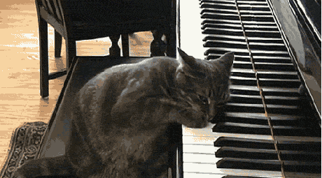 cat  playing the piano